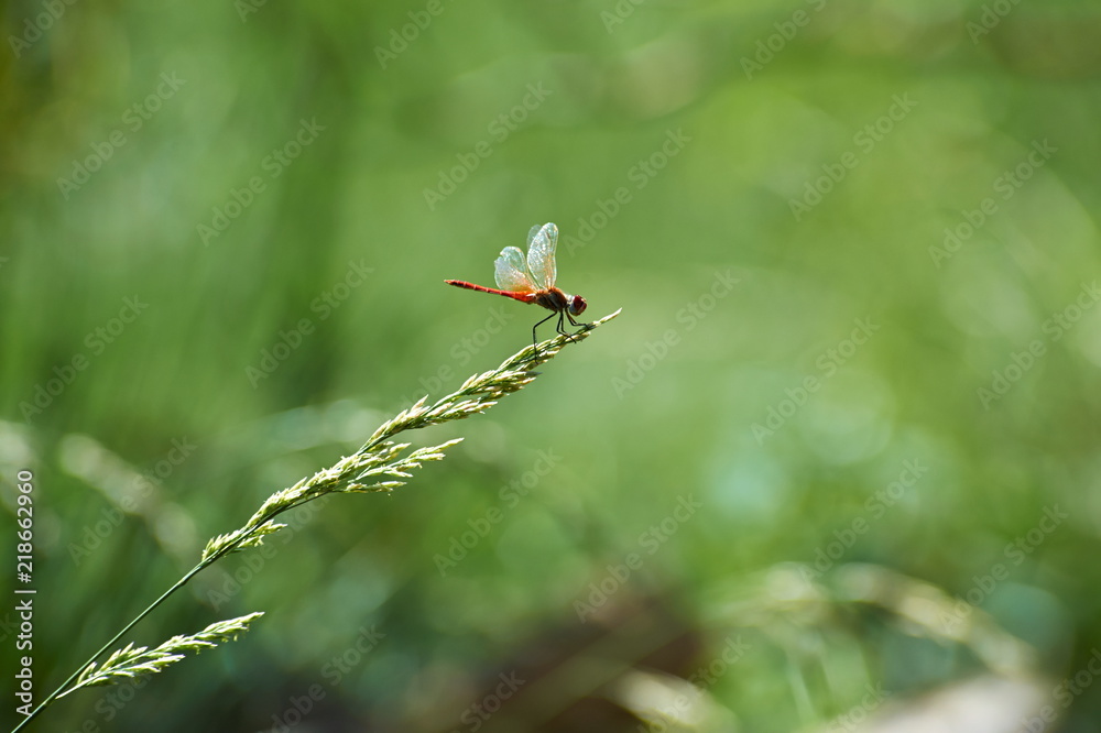Libellulidae, dragonfly sitting on the blade of grass in the garden Libellulidae, dragonfly sitting on the blade of grass in the garden