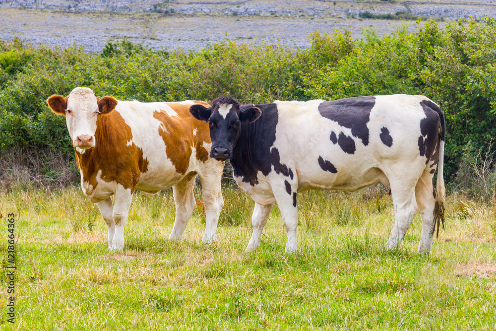 Two cows in a farm field in Ballyvaughan