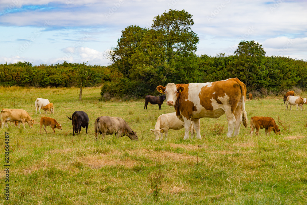 Herd in a farm field in Ballyvaughan