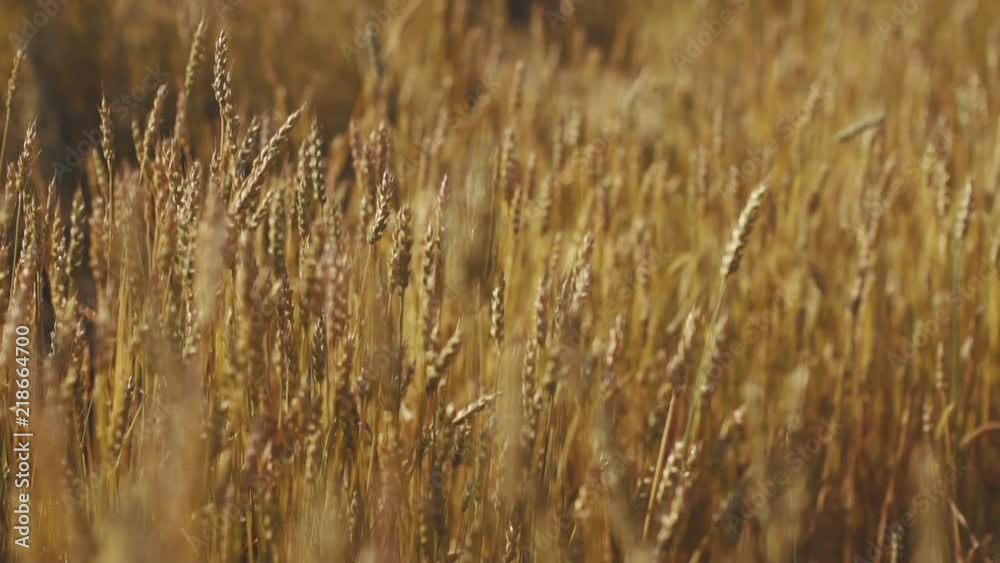 Spikes of ripe wheat at sunset Spikes of ripe wheat at sunset