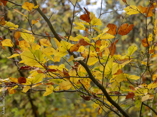 Les feuilles aux couleurs d'automne
