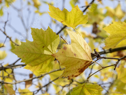 Les feuilles aux couleurs d automne