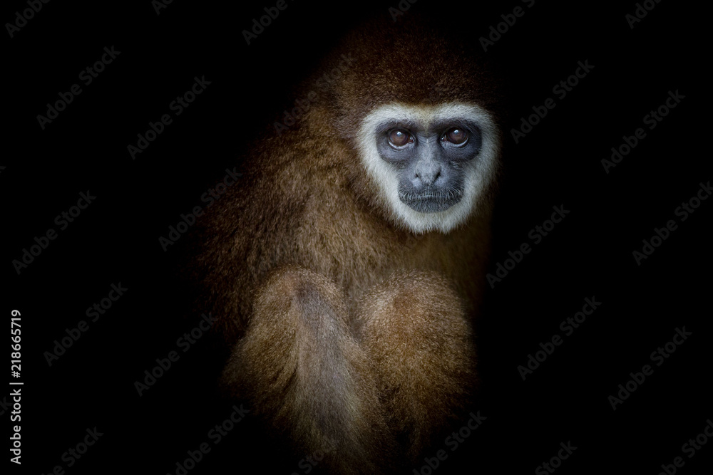 Fototapeta premium monkey white-handed Gibbon looking and siting with balck background