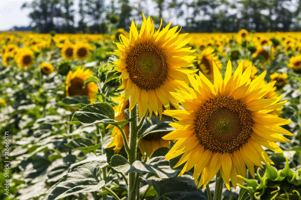 Obraz premium Field with sunflowers on a summer sunny day.