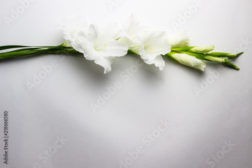 Border frame made of white gladioluses on white background