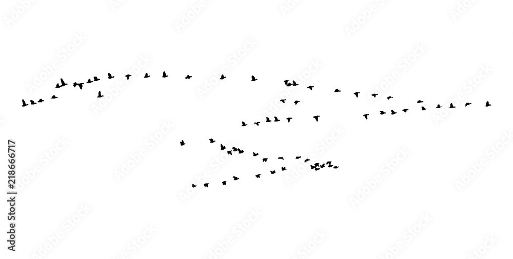 Greater white-fronted goose wedge in flight. Vector silhouette a flock of birds Greater white-fronted goose wedge in flight. Vector silhouette a flock of birds