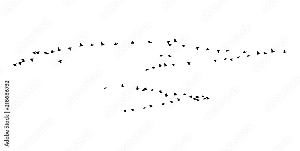 Greater white-fronted goose wedge in flight. Vector silhouette a flock of birds