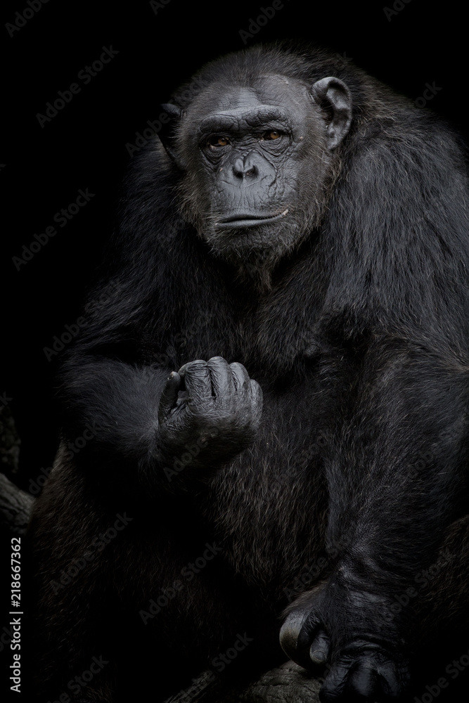 Gorilla Close up portrait isolated on black monochrome portrait Gorilla Close up portrait isolated on black monochrome portrait