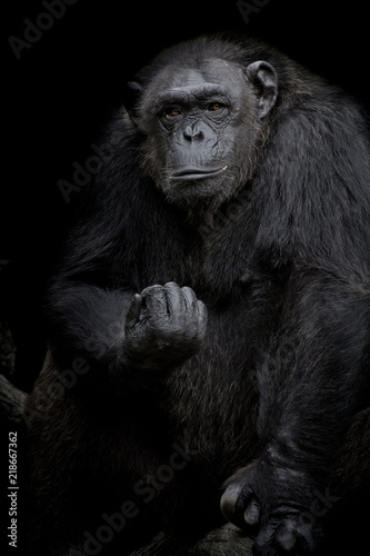 Gorilla Close up portrait isolated on black monochrome portrait © art9858