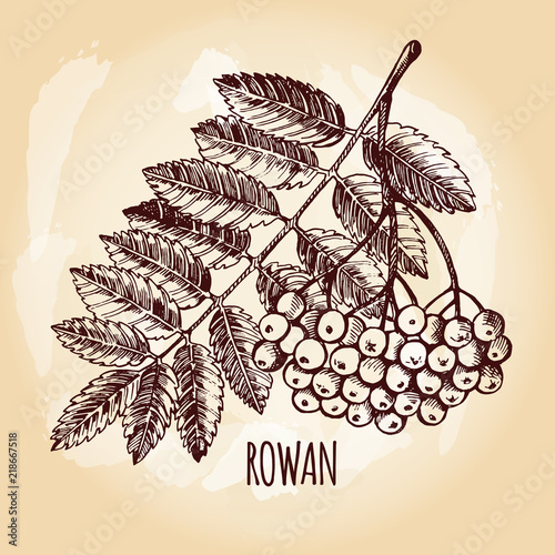 Ink hand drawn bunch of rowan berries with leaves. Autumn elements collection. Vector illustration.