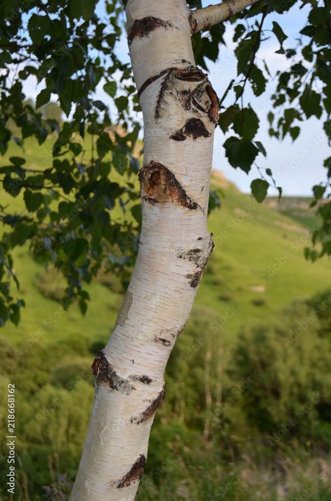 Fototapeta premium birch