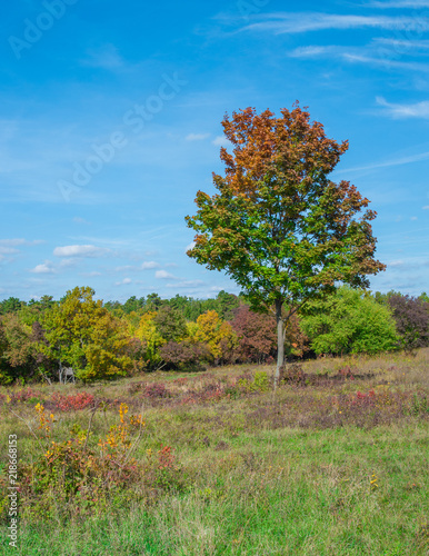 Colorful Trees at autumn at the hill