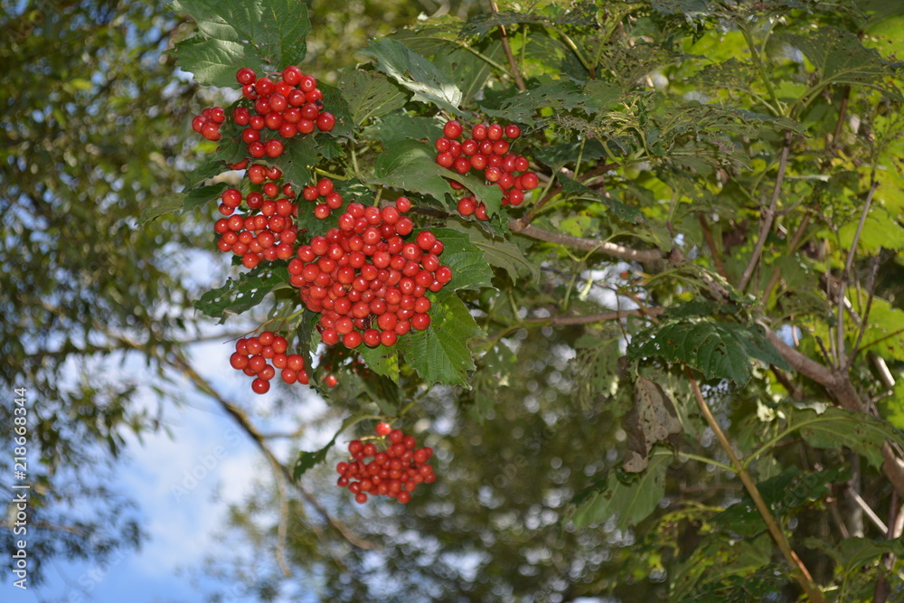 red berries of raspberry on tree red berries of raspberry on tree