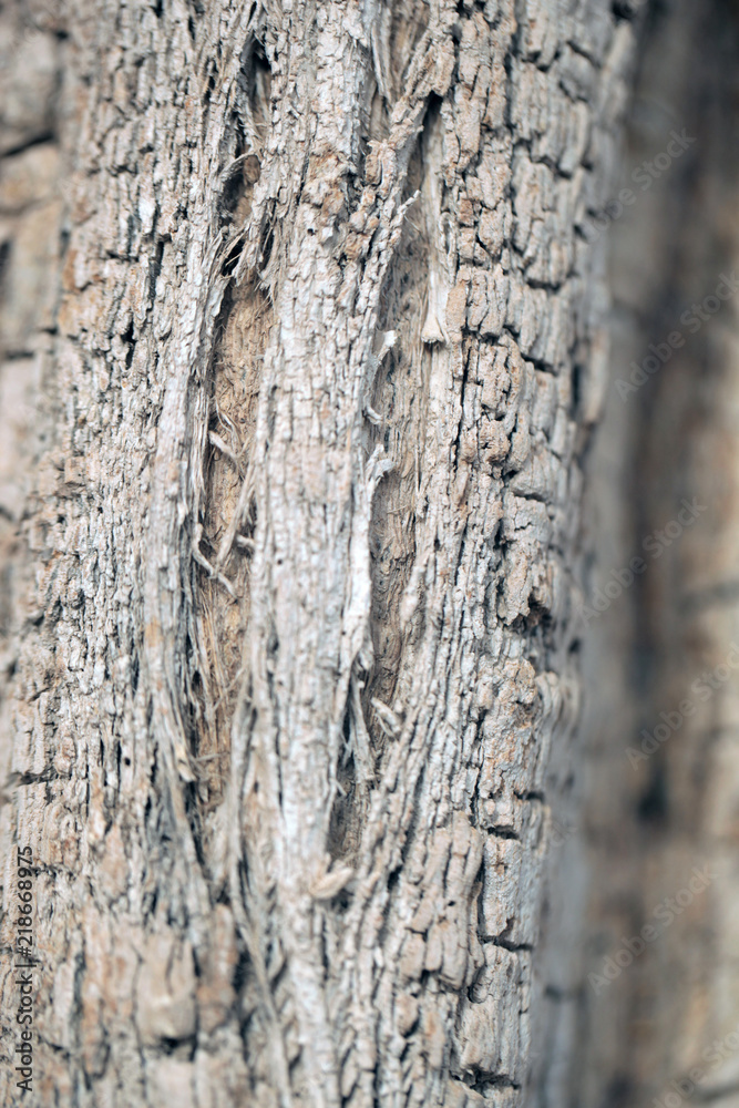 bright macro photography of a baobab tree bark bright macro photography of a baobab tree bark