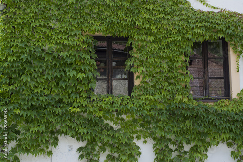 The wall of the house with windows overgrown with vine
