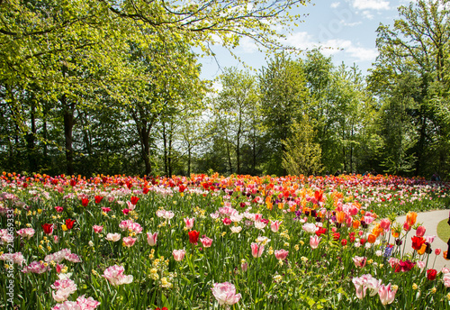 Fototapeta Naklejka Na Ścianę i Meble -  Field of Tulips