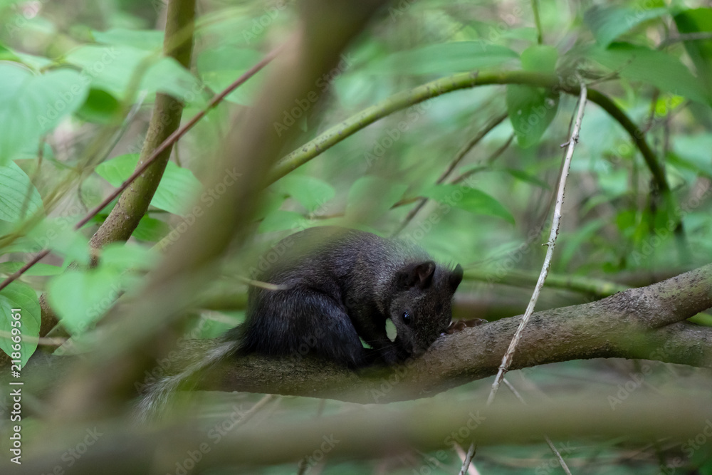 Tired black squirrel is having rest on the branch of tree