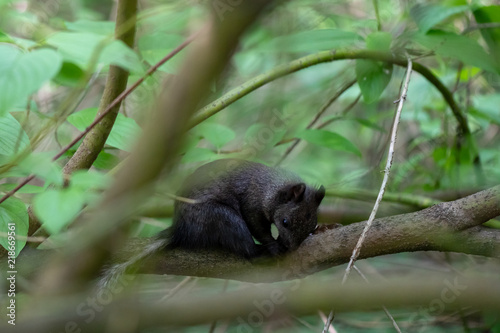 Tired black squirrel is having rest on the branch of tree © Dmitrii