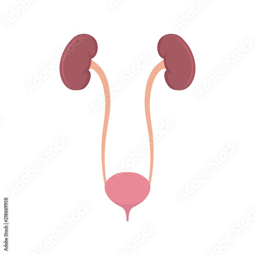 Kidneys and bladder. Vector. Flat design. 
