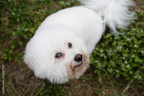 Bichon Frise