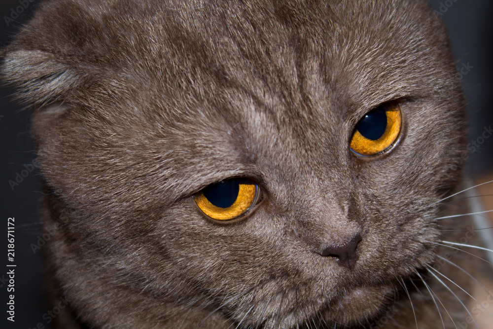 Portrait of a Scottish Folded Cat. The cat has sad yellow eyes