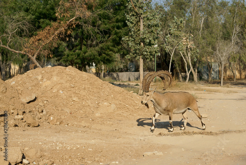 Nubian ibex (Capra nubiana) in Sde Boker, kibbutz in Negev desert of southern Israel