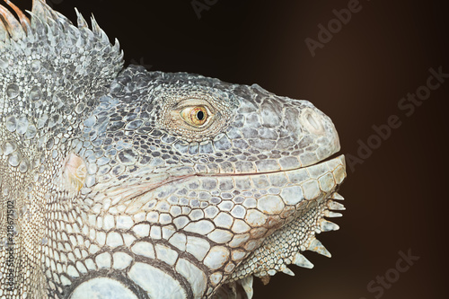 Green Iguana