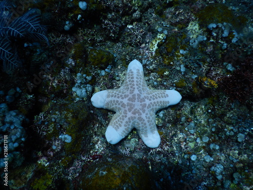 Walzenseestern am Wrack der USAT Liberty Tulamben Bali Indonesien