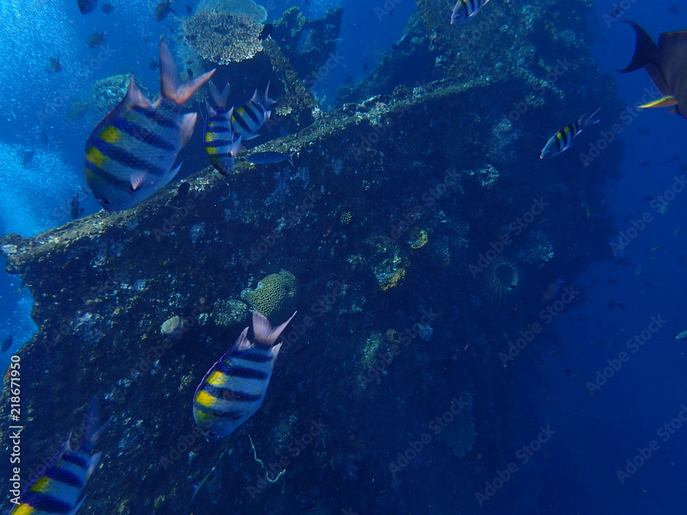 Schnorcheln an der USAT Liberty Tulamben Bali Indonesien