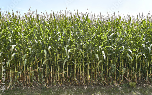 Farm of corn in Europe