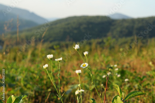 Mountain View. Carpathians, Ukraine.