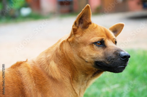 Young Thai Ridgeback dog  Brown - Red hair  Looking somewhere outdoor