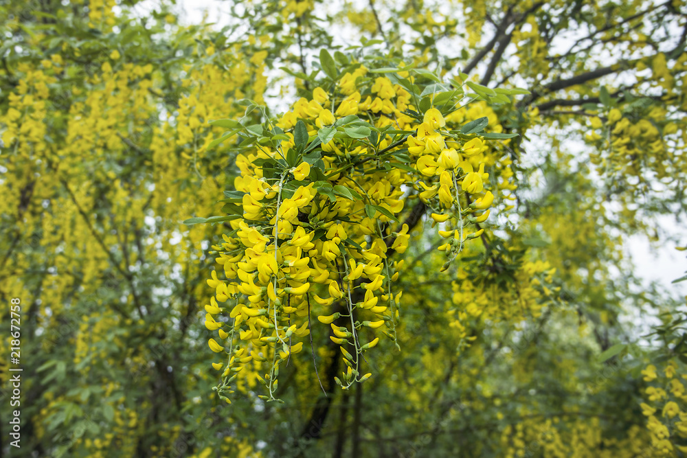 Yellow share of the inflorescence. Bushes in the garden with yellow flowers. Yellow share of the inflorescence. Bushes in the garden with yellow flowers.