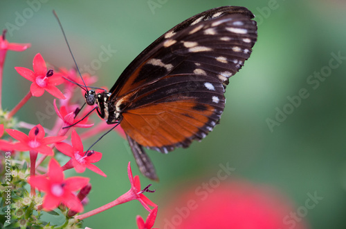 insecte papillon helconius hecale seul en été sur une fleur rouge en gros plan sur fonds vert