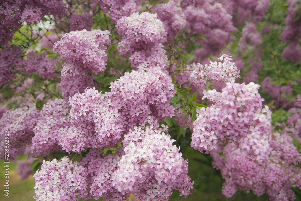 A gentle pink on a blurred background. A gentle pink on a blurred background.