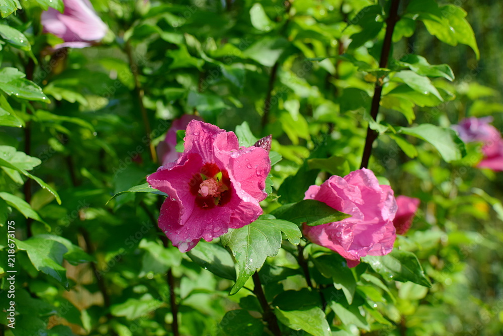 a blooming hibiscus bush with pink flowers