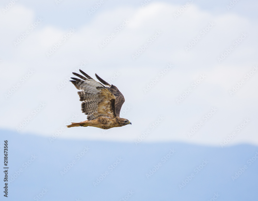 Obraz premium Photo of majestic hawk in flight, Colorado, 2018