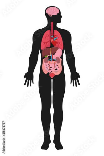 Internal organs system. Vector. 