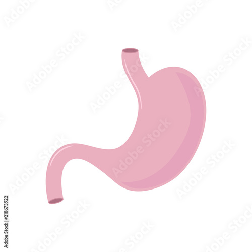 Stomach. Vector. Flat design.