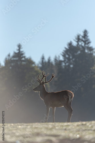 Cerf élaphe dans une clairière © Wildpix imagery