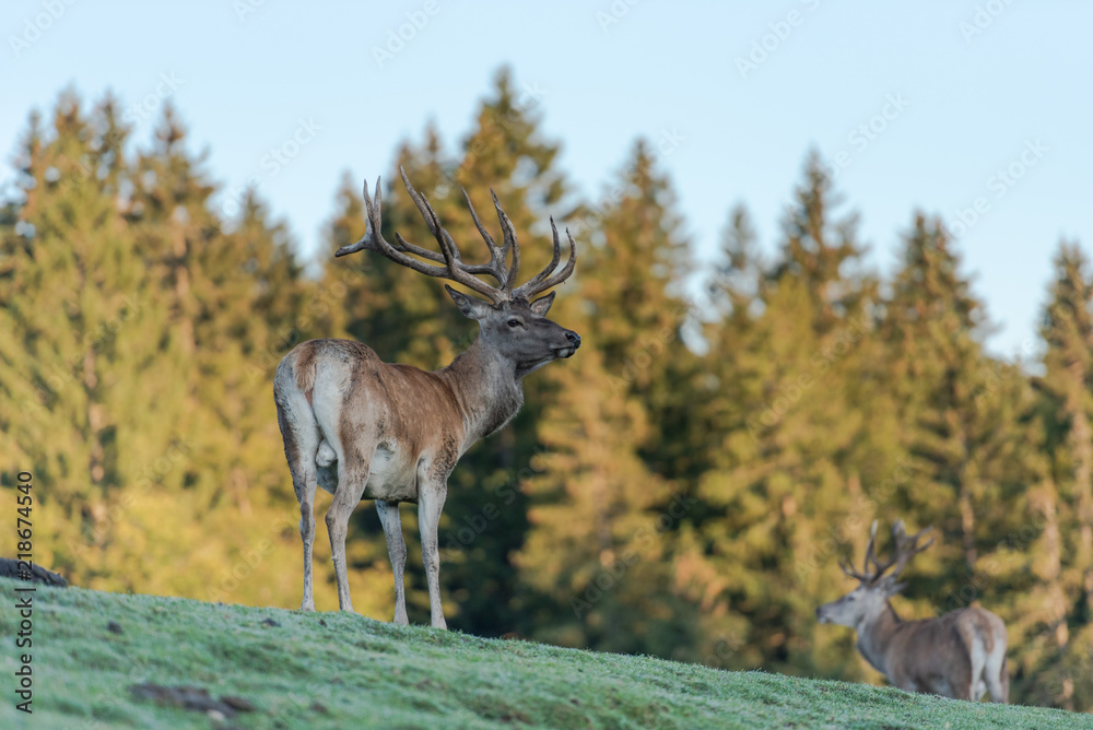 Cerf élaphe dans une clairière Cerf élaphe dans une clairière