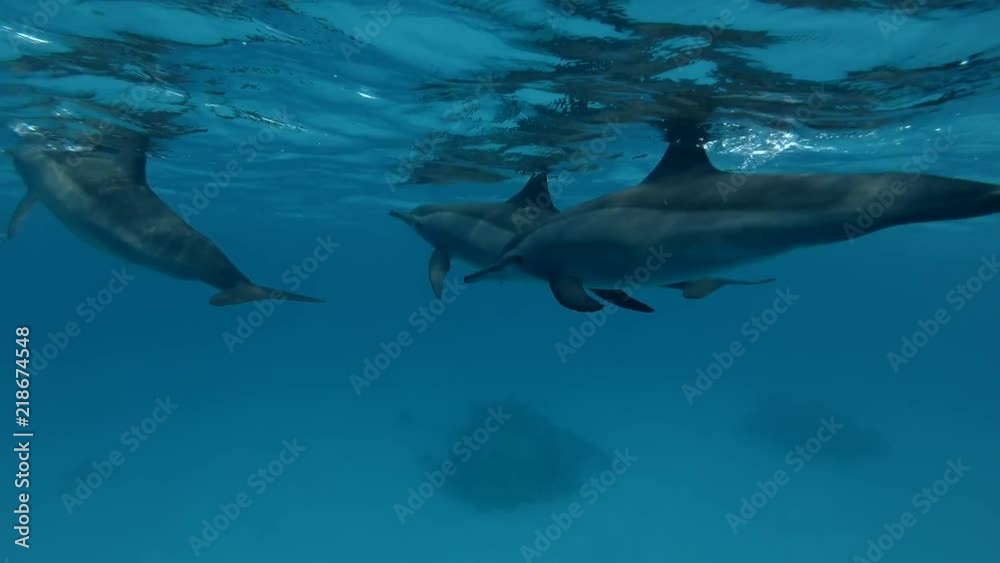Group of Dolphins swims in the blue water under surface (Spinner Dolphin, Stenella longirostris) Close-up, Underwater shot, 4K / 60fps
Group of Dolphins swims in the blue water under surface (Spinner Dolphin, Stenella longirostris) Close-up, Underwater shot, 4K / 60fps