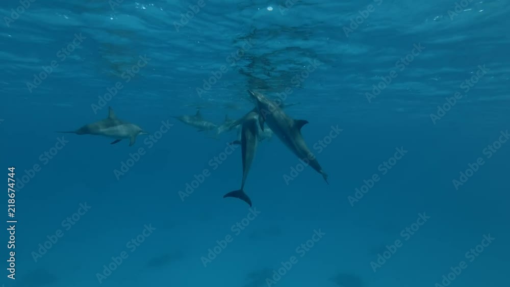 Group of Dolphins playing in the blue water (Spinner Dolphin, Stenella longirostris) Close-up, Underwater shot, 4K / 60fps
Group of Dolphins playing in the blue water (Spinner Dolphin, Stenella longirostris) Close-up, Underwater shot, 4K / 60fps