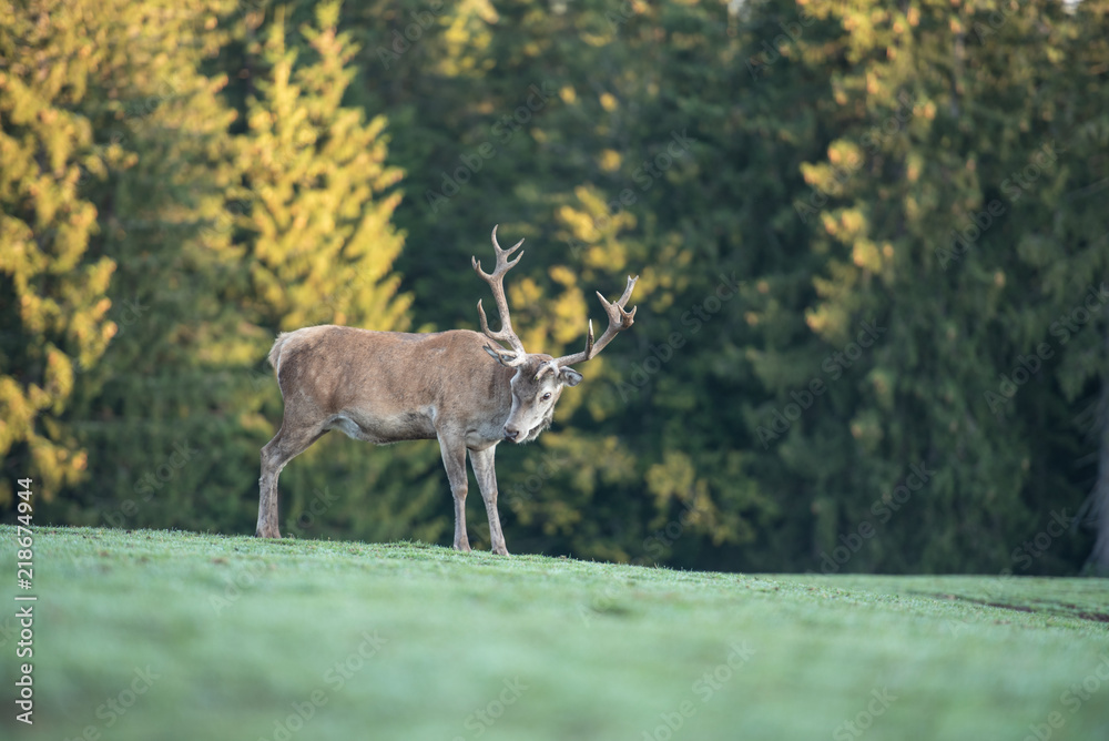 Fototapeta premium Cerf élaphe dans une clairière