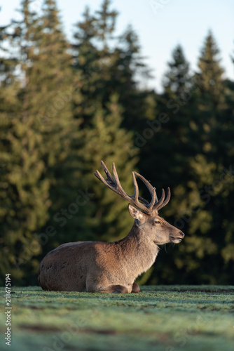 Cerf   laphe dans une clairi  re