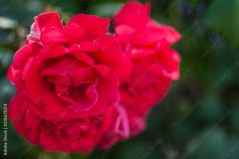 Red rose on the branch in the garden Red rose on the branch in the garden