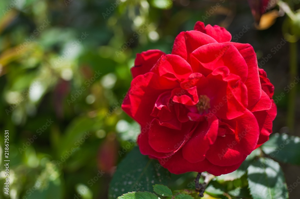 Red rose on the branch in the garden