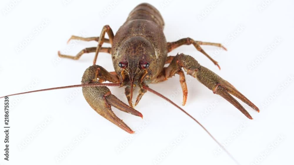 claws crayfish alive on isolated white claws crayfish alive on isolated white