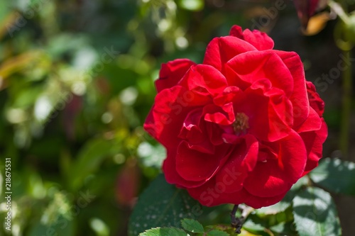 Red rose on the branch in the garden