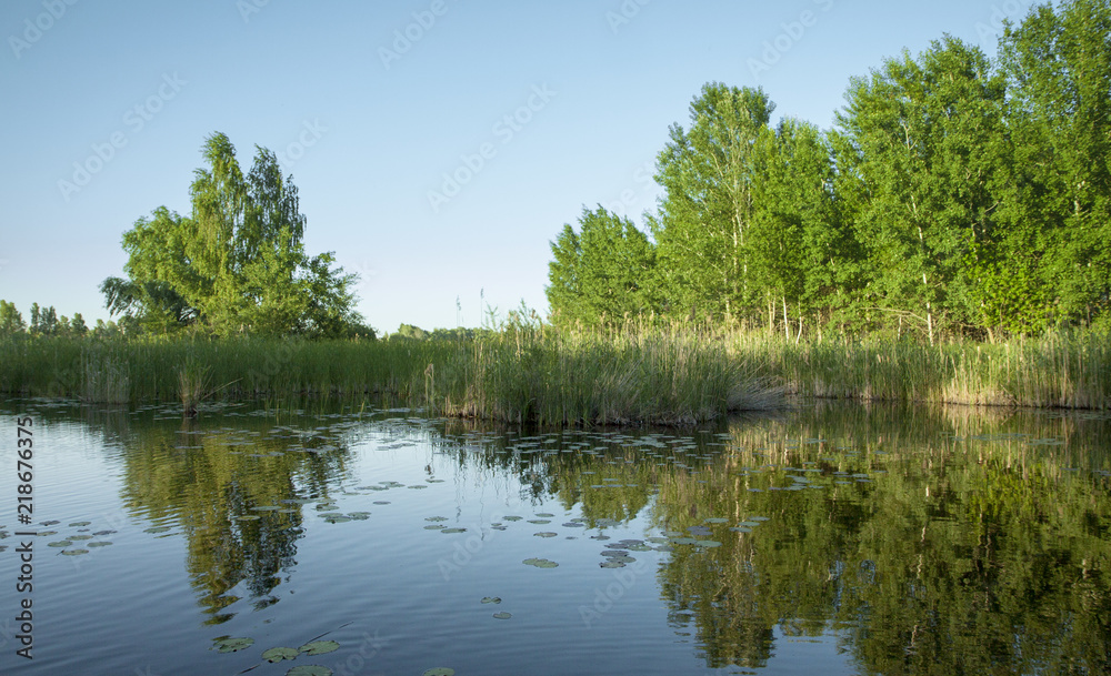 Forest landscape. Lake, reeds and trees against the blue sky.  Summer evening,